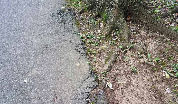 Broken Asphalt Road By A Tree