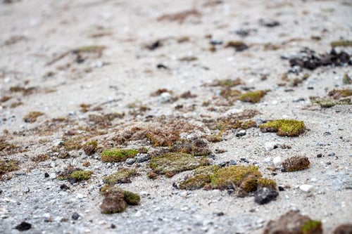 dirty-asphalt-covered-in-moss